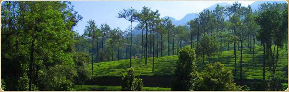 Himaharsham Vagamon is plantation homestay with lot of facilities for tourists. Low rate rooms at Vagamon.