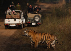 Night Safari