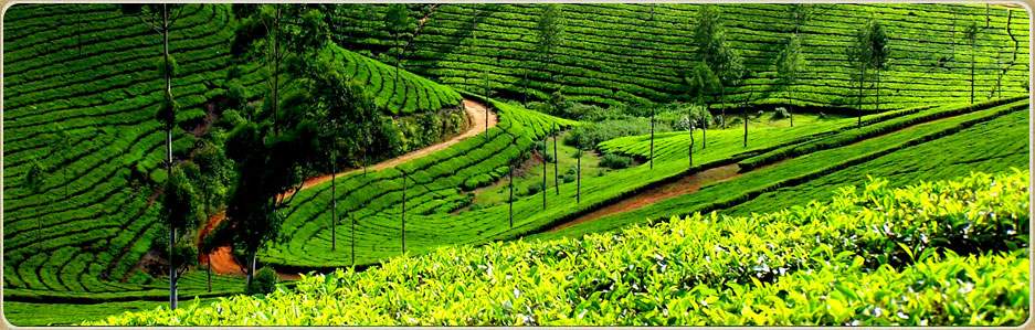 South India Honeymoon tour packages. Himaharsham Vagamon is plantation homestay with lot of facilities. Affordable low cost accomodation in Vagamon.