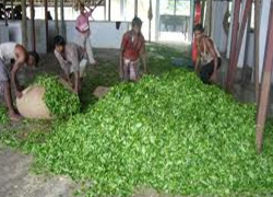 Tea Factory Visit